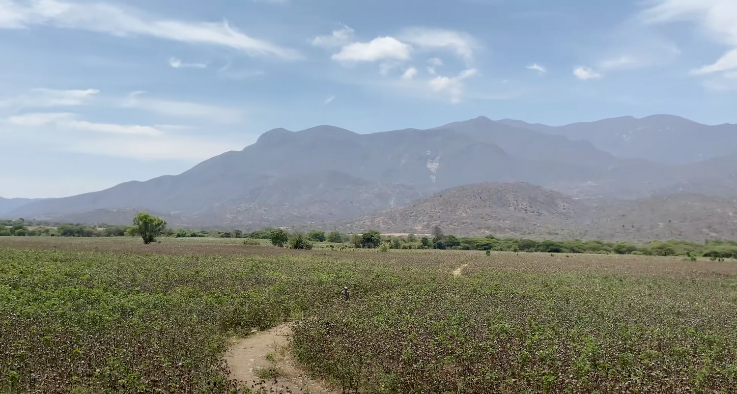 organic pima cotton