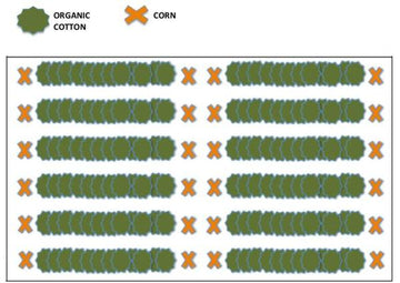 Diagram showing alternating rows of green organic cotton shapes and orange X symbols representing corn, with a legend indicating each crop type.