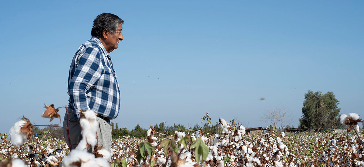 A man in a plaid shirt stands in a cotton field under a clear blue sky, looking into the distance.