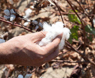 A hand holding a cluster of raw cotton next to a cotton plant with brown stems and leaves in an outdoor setting.