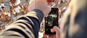 A person takes a close-up photo of cotton plants with a smartphone in an outdoor setting.